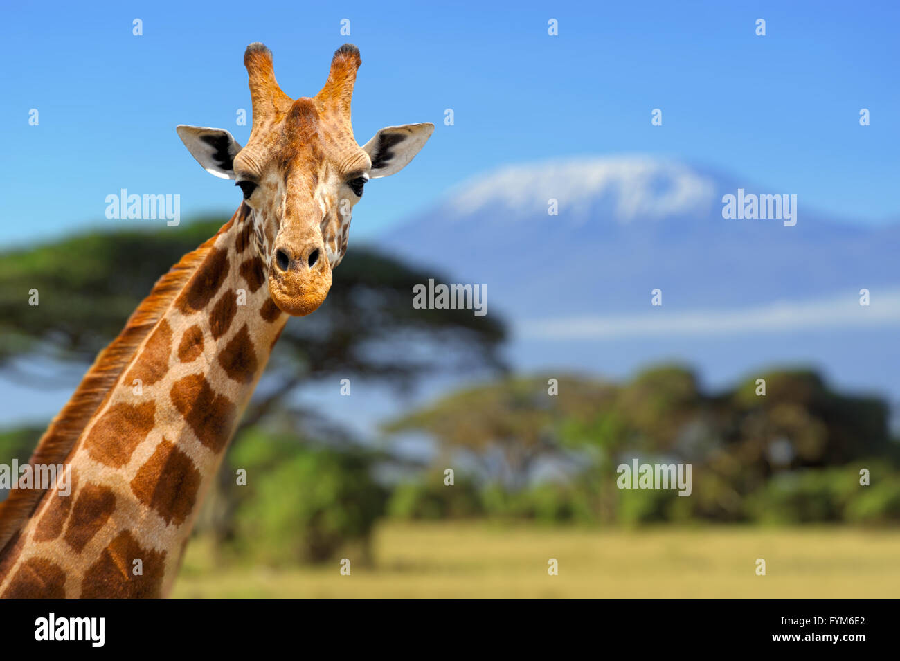 Giraffe vor Kilimanjaro Berg - Amboseli Nationalpark Kenia Stockfoto