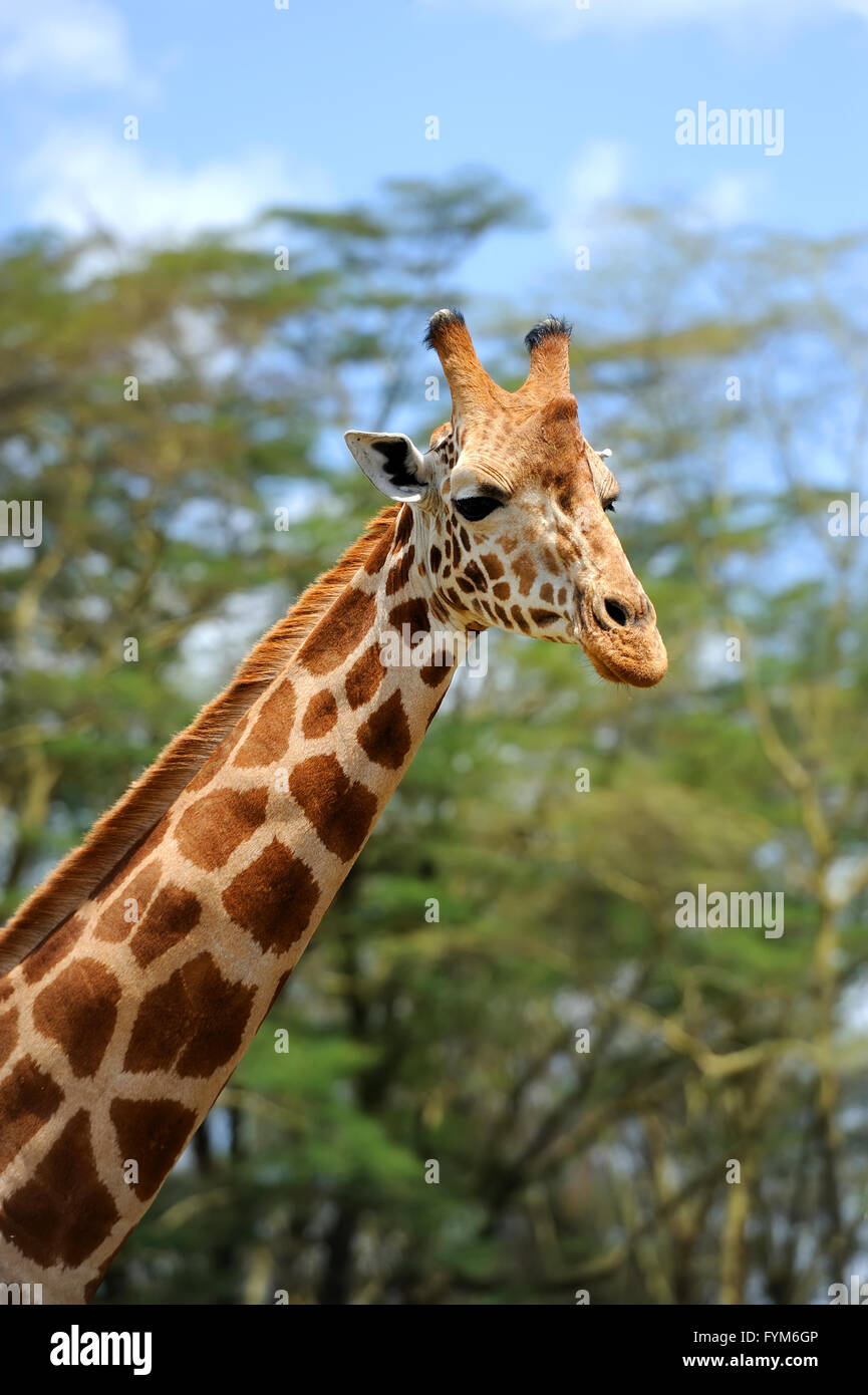 Giraffe in freier Wildbahn. Afrika, Kenia Stockfoto