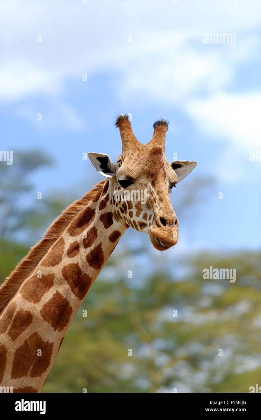 Giraffe in freier Wildbahn. Afrika, Kenia Stockfoto