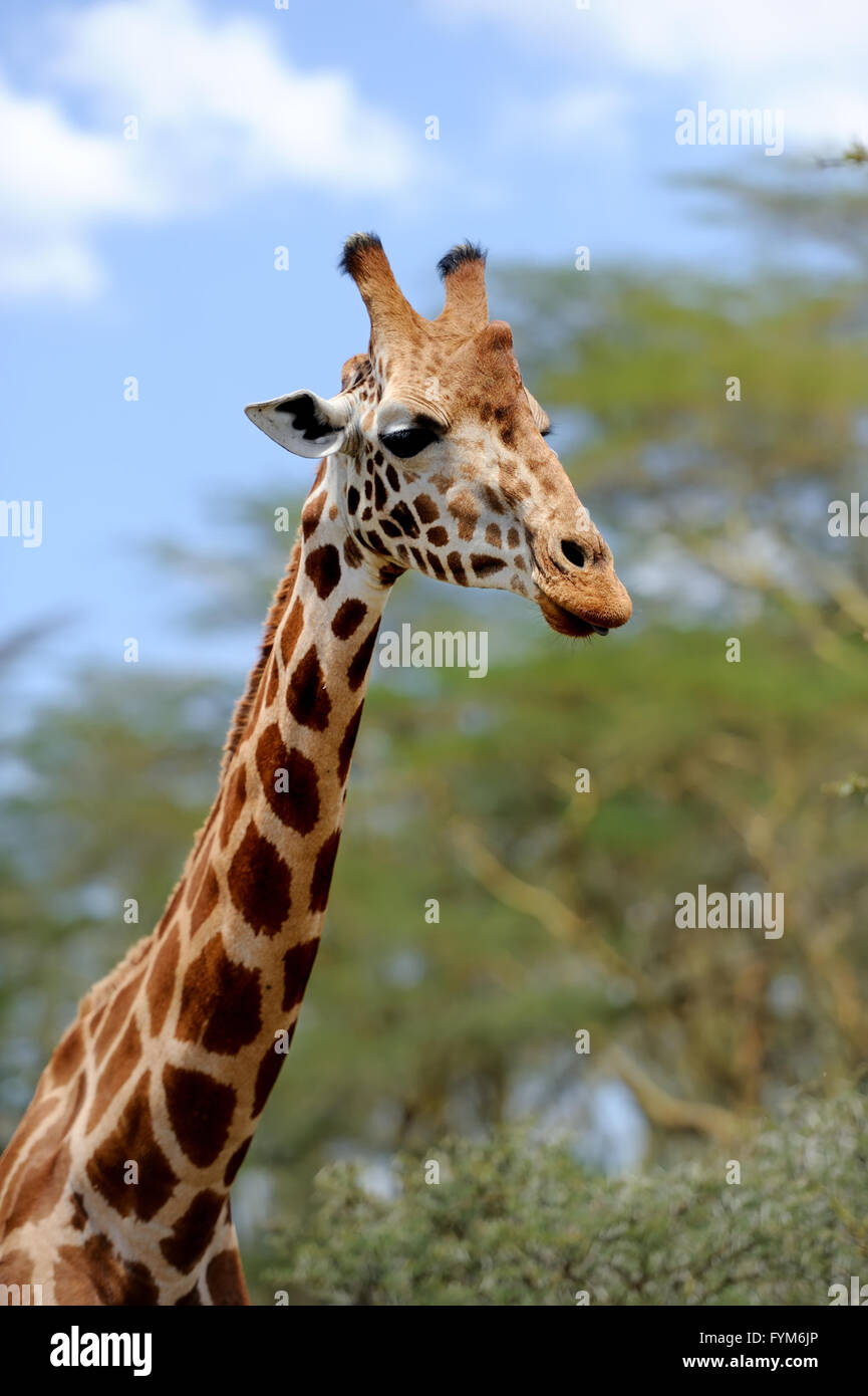 Giraffe in freier Wildbahn. Afrika, Kenia Stockfoto