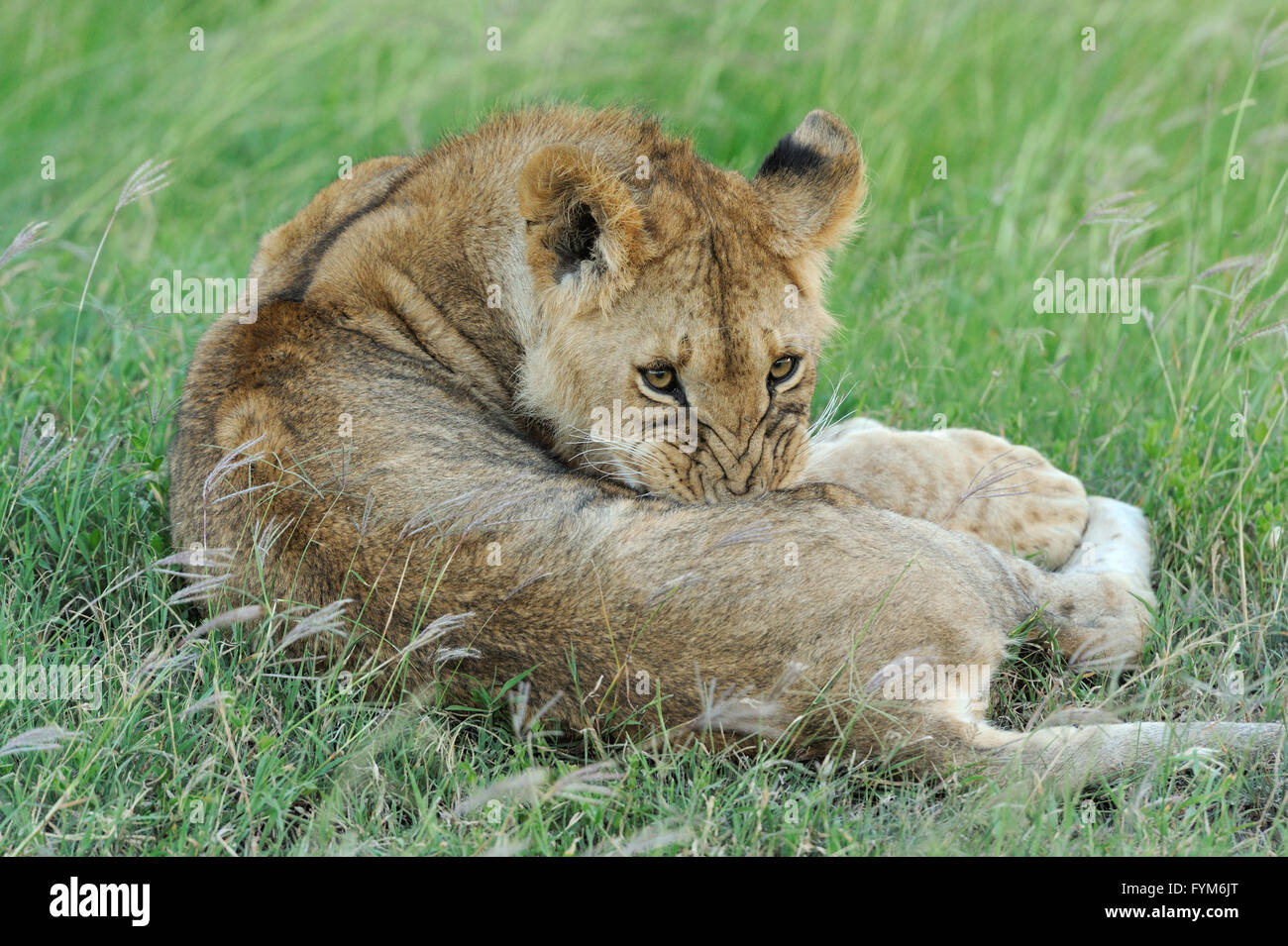 Wunderschöne Löwen auf der Wiese der Masai Mara, Kenia Stockfoto