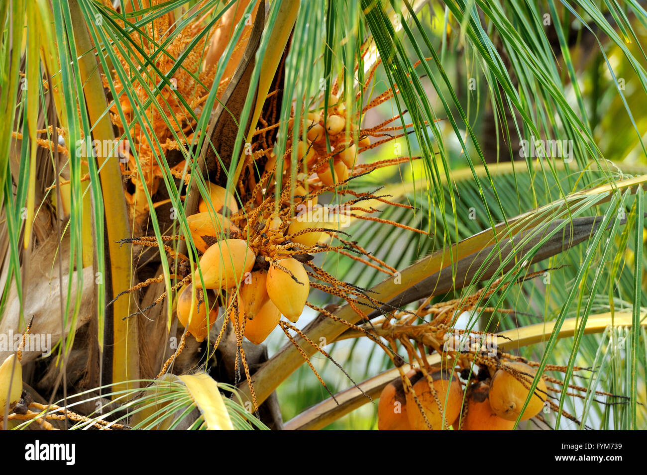 Kokospalme am Strand. Sri Lanka Insel Stockfoto