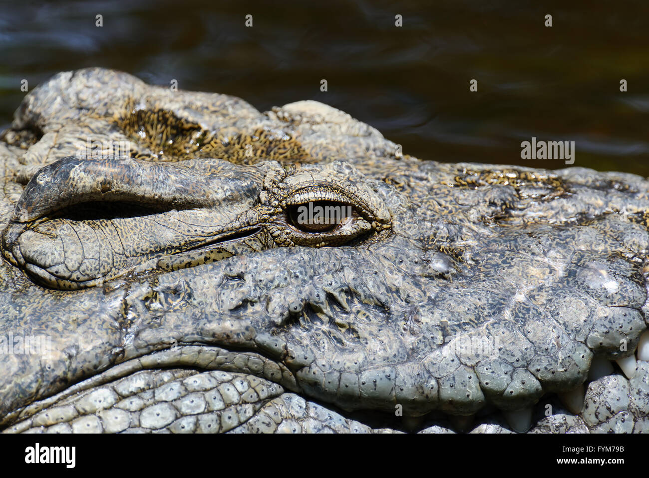 Krokodil im Fluss. Nationalpark Afrikas Stockfoto