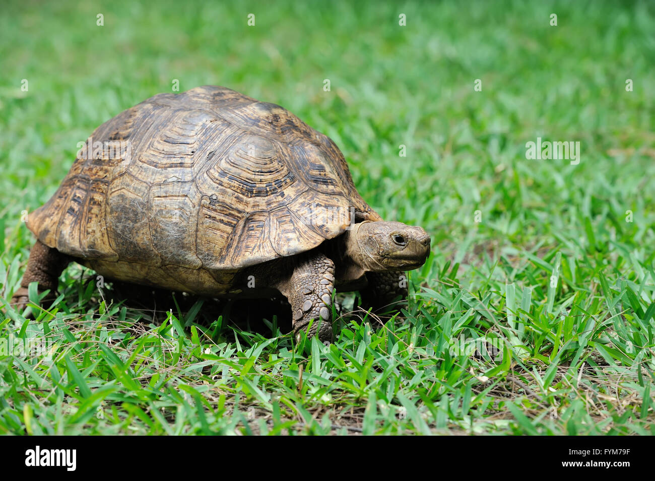 Afrikaner trieb Schildkröte (Geochelone Sulcata) in der Wiese Stockfoto