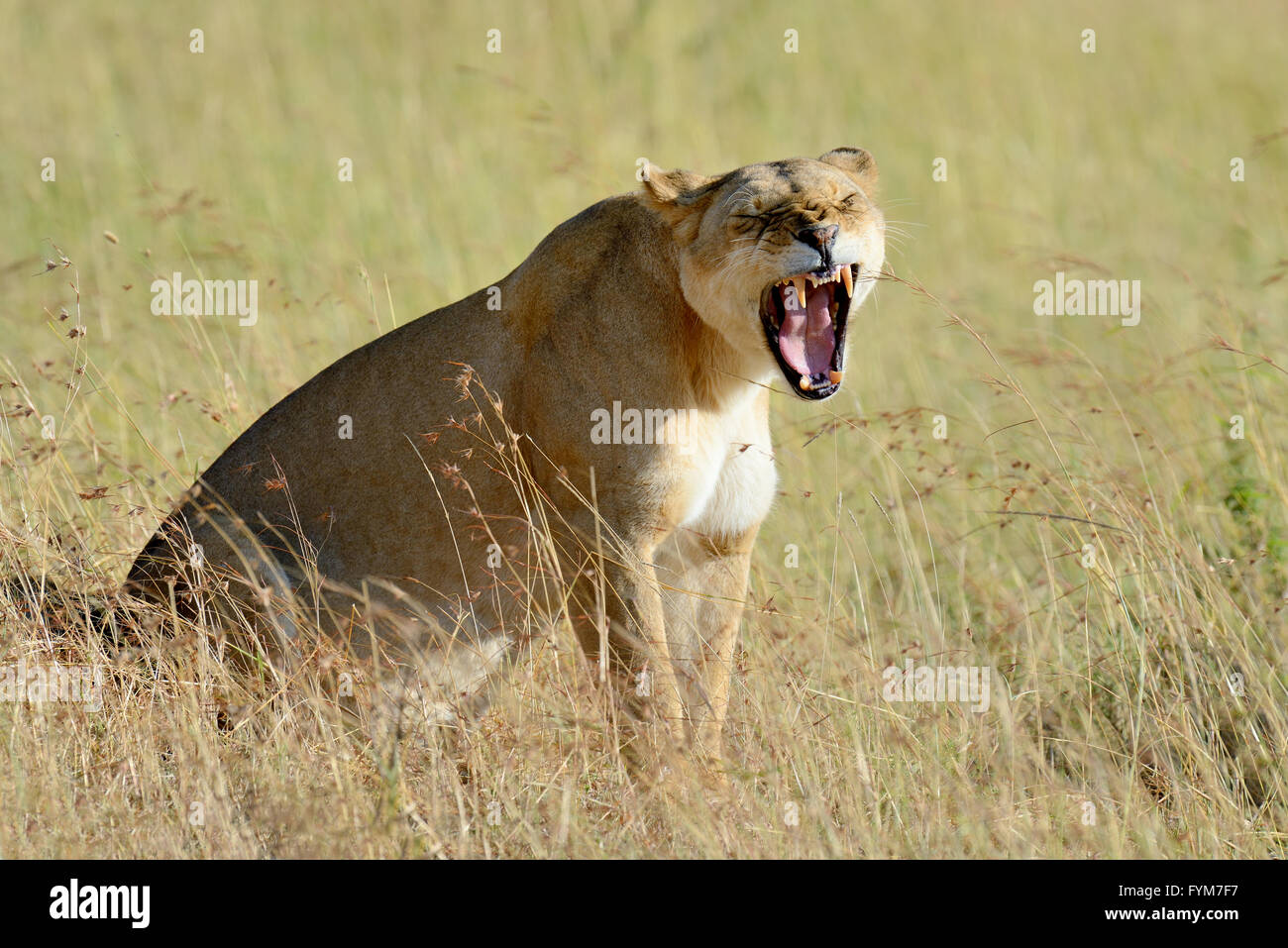 Close-up Löwe im Nationalpark in Kenia, Afrika Stockfoto