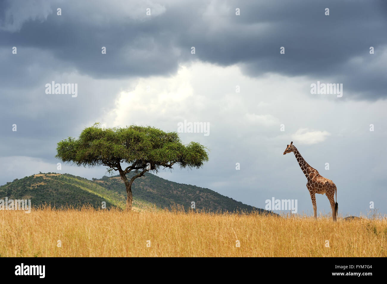 Schöne Landschaft mit niemand, Baum- und Gireffe in Afrika Stockfoto