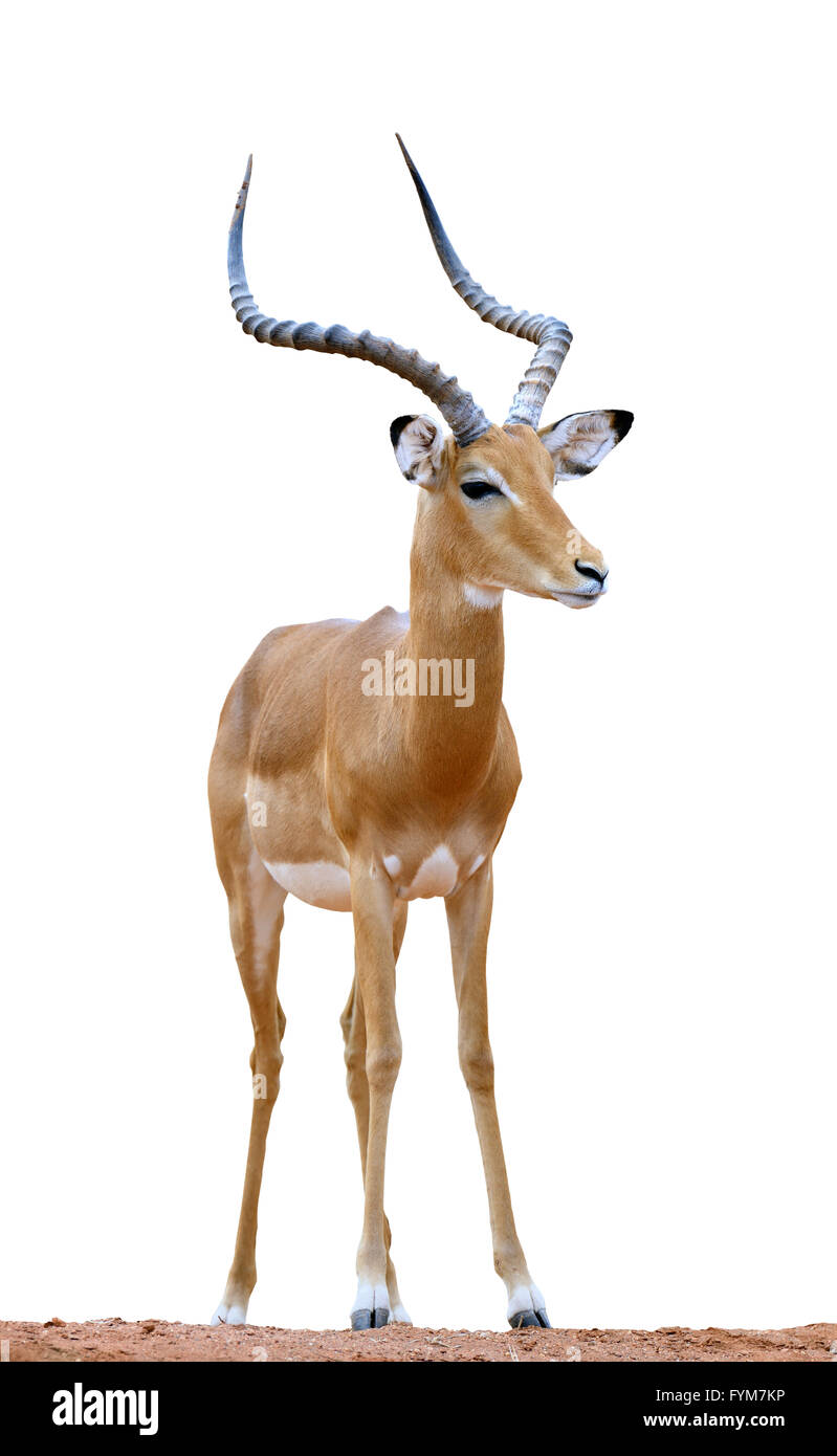 Männlichen Impala isolaterd auf weißem Hintergrund Stockfoto