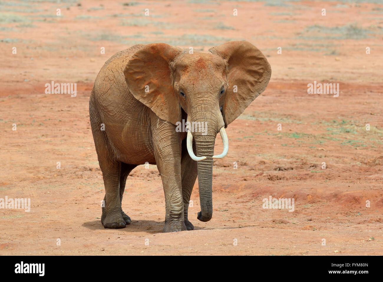 Im Nationalpark von Kenia, Afrika Elefant Stockfoto