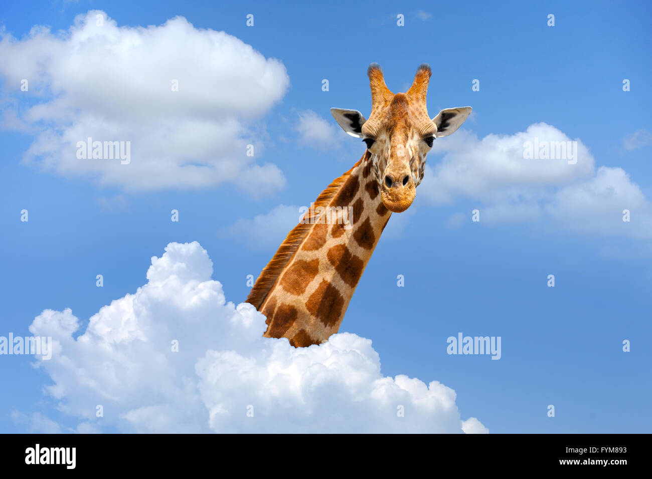 Giraffe oben weiße Wolken am blauen Himmelshintergrund Stockfoto