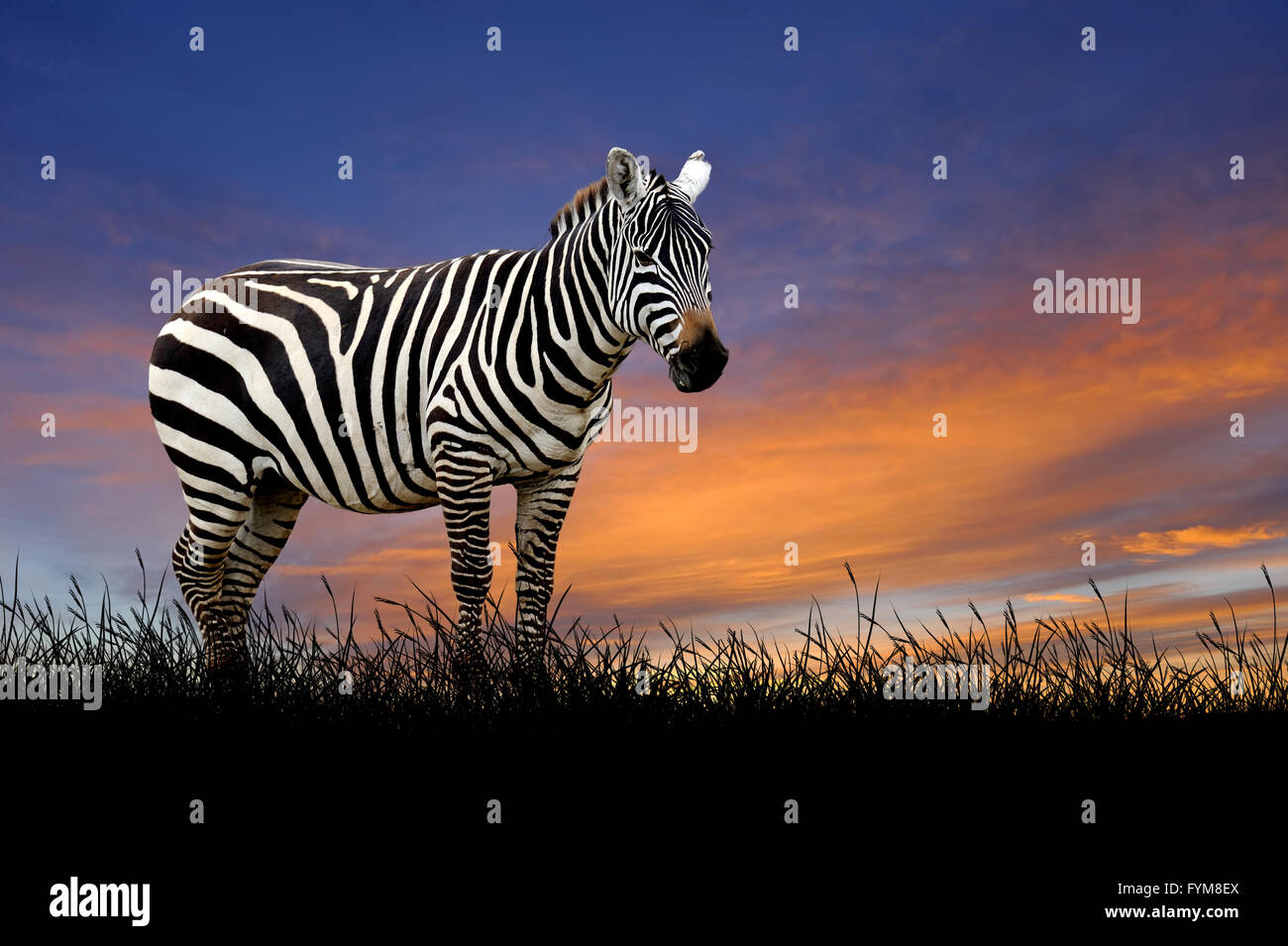 Zebra gegen auf dem Hintergrund der Sonnenuntergang Himmel Stockfoto