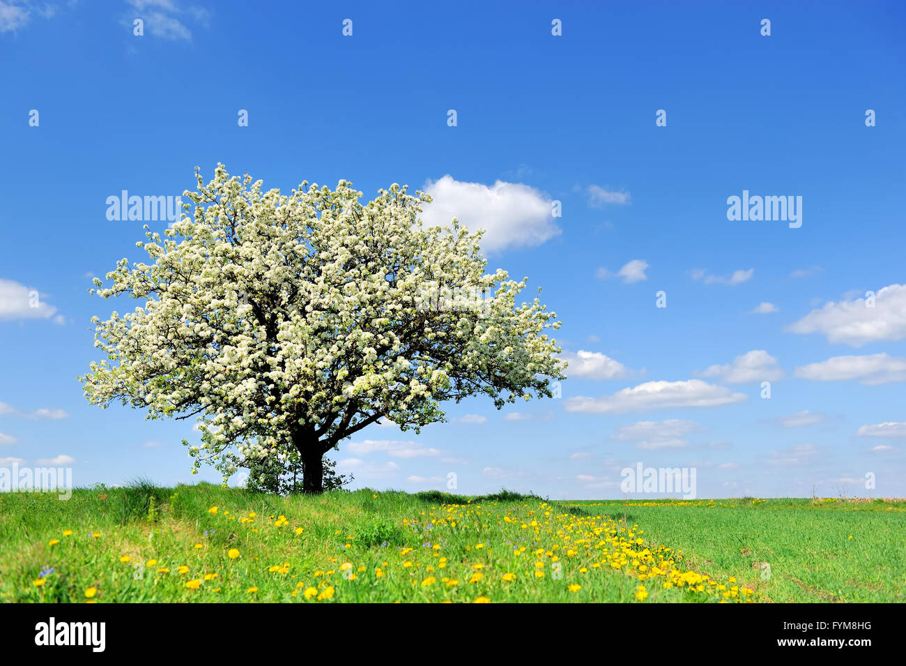 Blühender Baum im Frühjahr auf ländliche Wiese Stockfoto