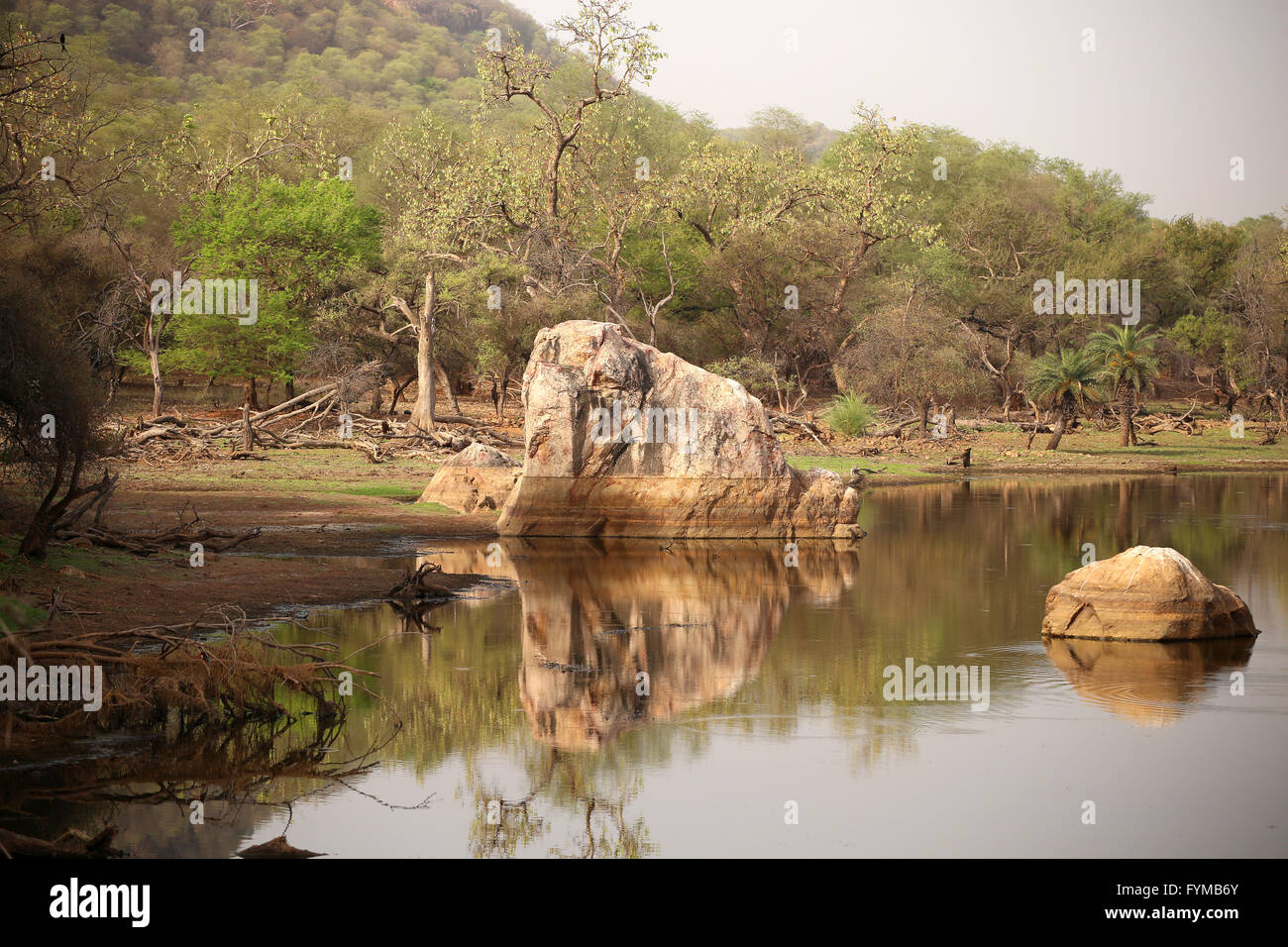 Ranthambore Nationalpark in Indien Stockfoto