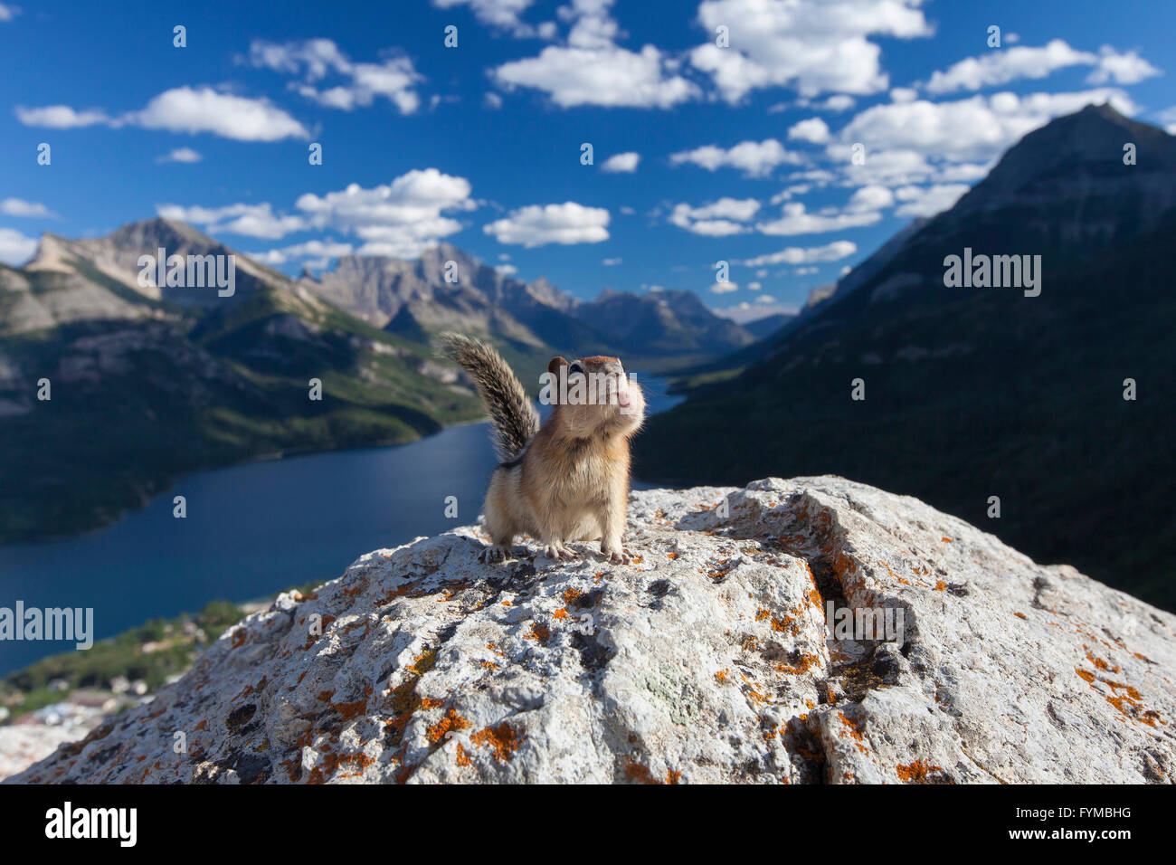 Golden - Mantled Eichhörnchen (Spermophilus Lateralis, Citellus Lateralis) Erwachsene erstreckt sich auf Felsen in Waterton Lakes Nationalpark, Alberta, Kanada Stockfoto
