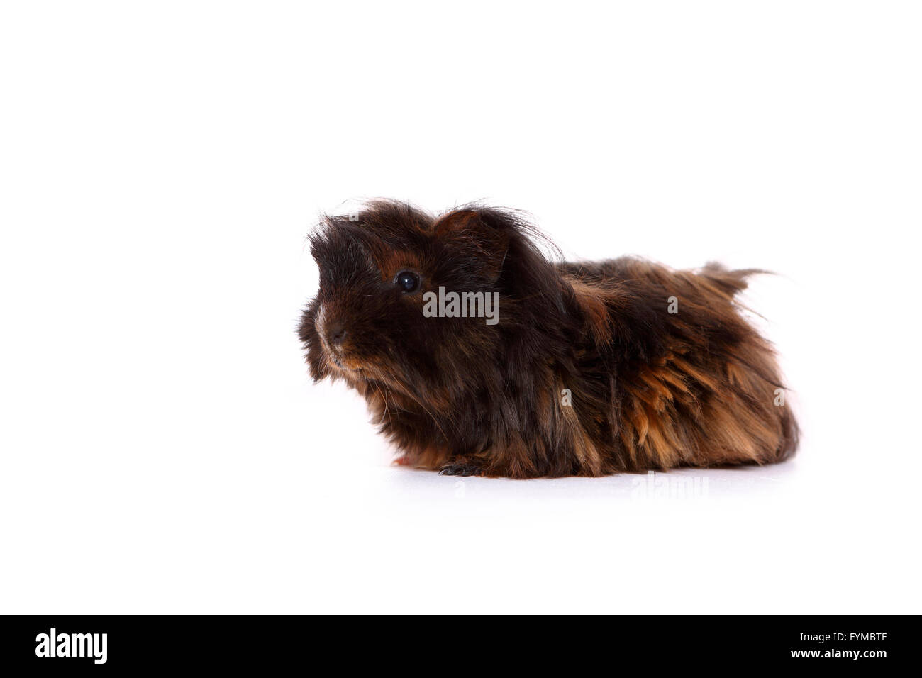 Langhaarige Meerschweinchen gesehen seitlich. Studio Bild vor einem weißen Hintergrund. Deutschland Stockfoto
