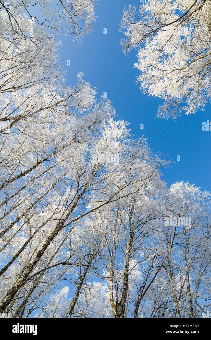 Wipfel der Bäume mit Raureif gegen Himmel bedeckt Stockfoto