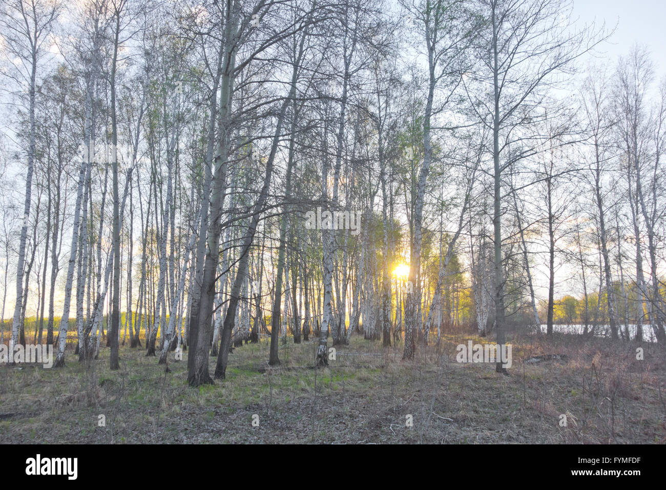 zeitigen Frühjahr Birkenwald gegen Sonnenlicht Stockfoto