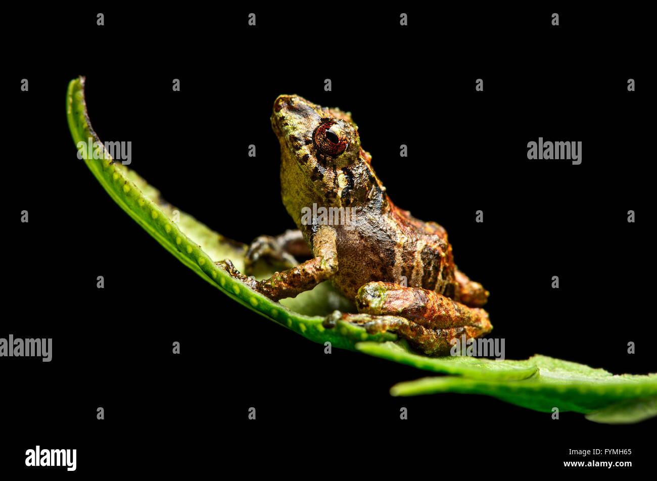 Neotropischen Rainfrog (Pristimantis Aquilonaris), Tapichalaca Nature Reserve, Ecuador Stockfoto