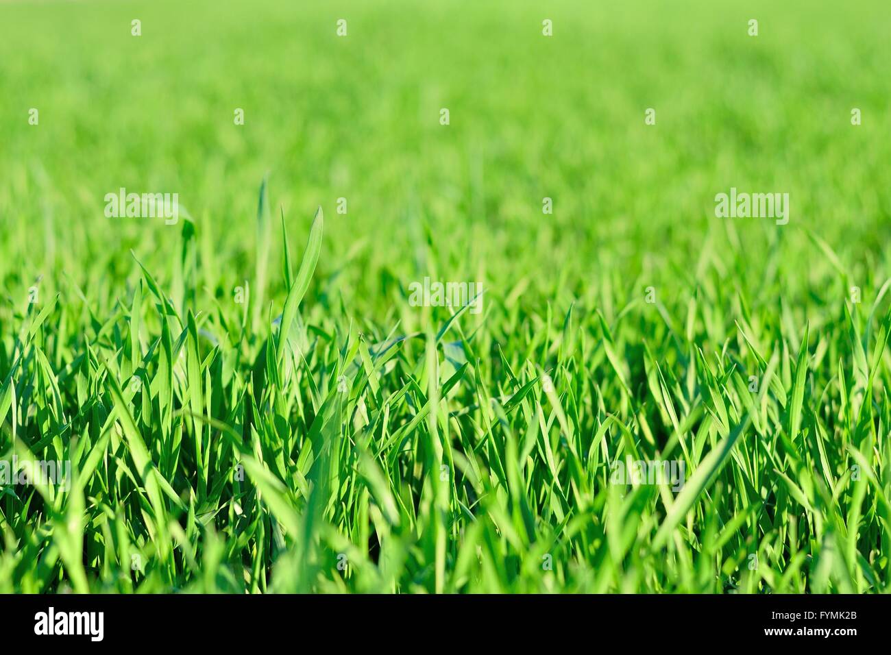 Detailansicht des grünen Gras im Garten im Frühjahr. natürliche Hintergrund Stockfoto