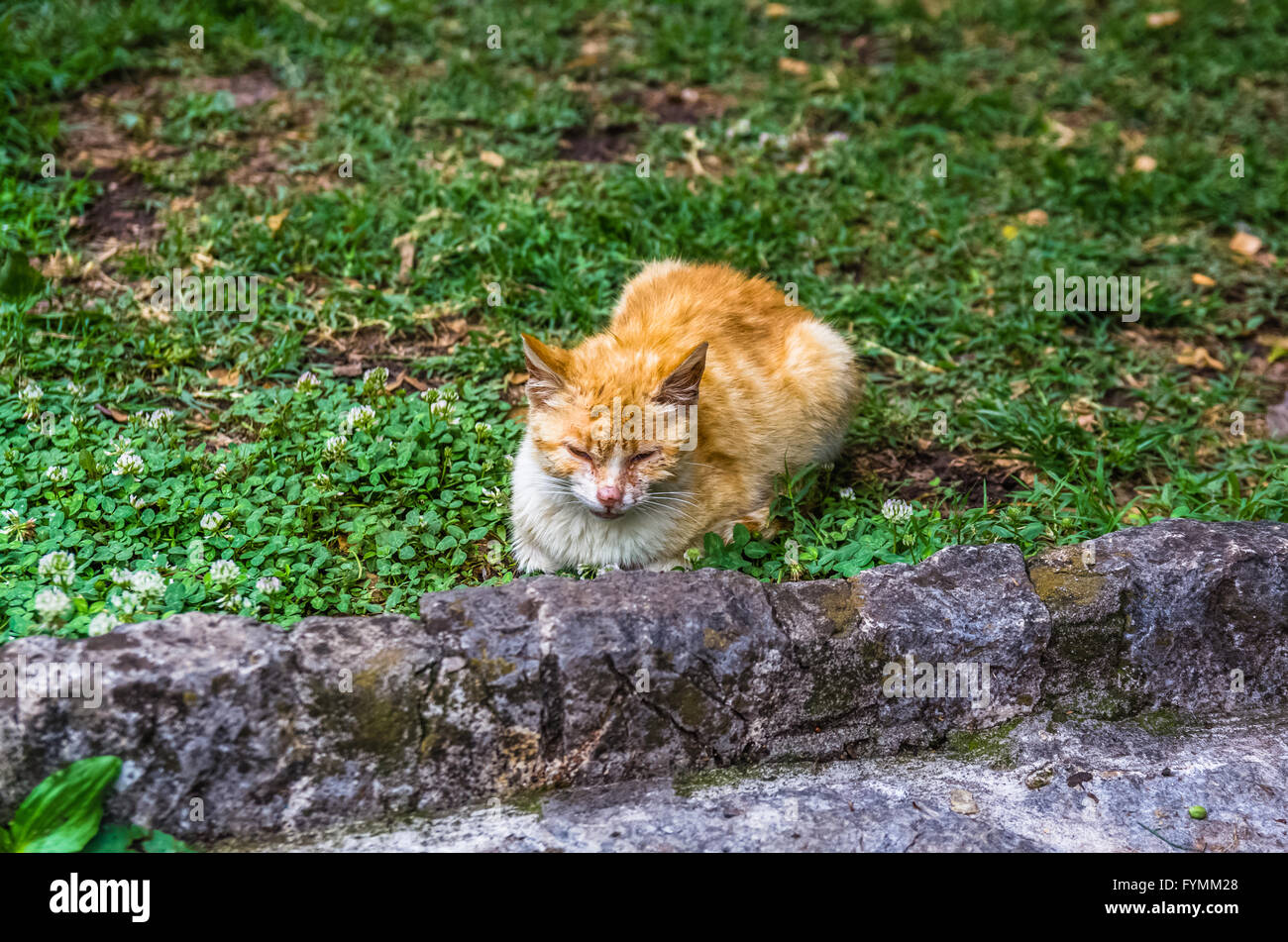 Rote Katze Rest in Stadt Kotor, Montenegro Stockfoto