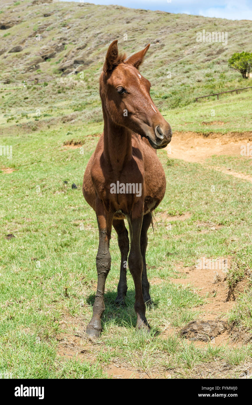 Pferd im Rano Raraku Krater, Nationalpark Rapa Nui, Osterinsel, Chile Stockfoto