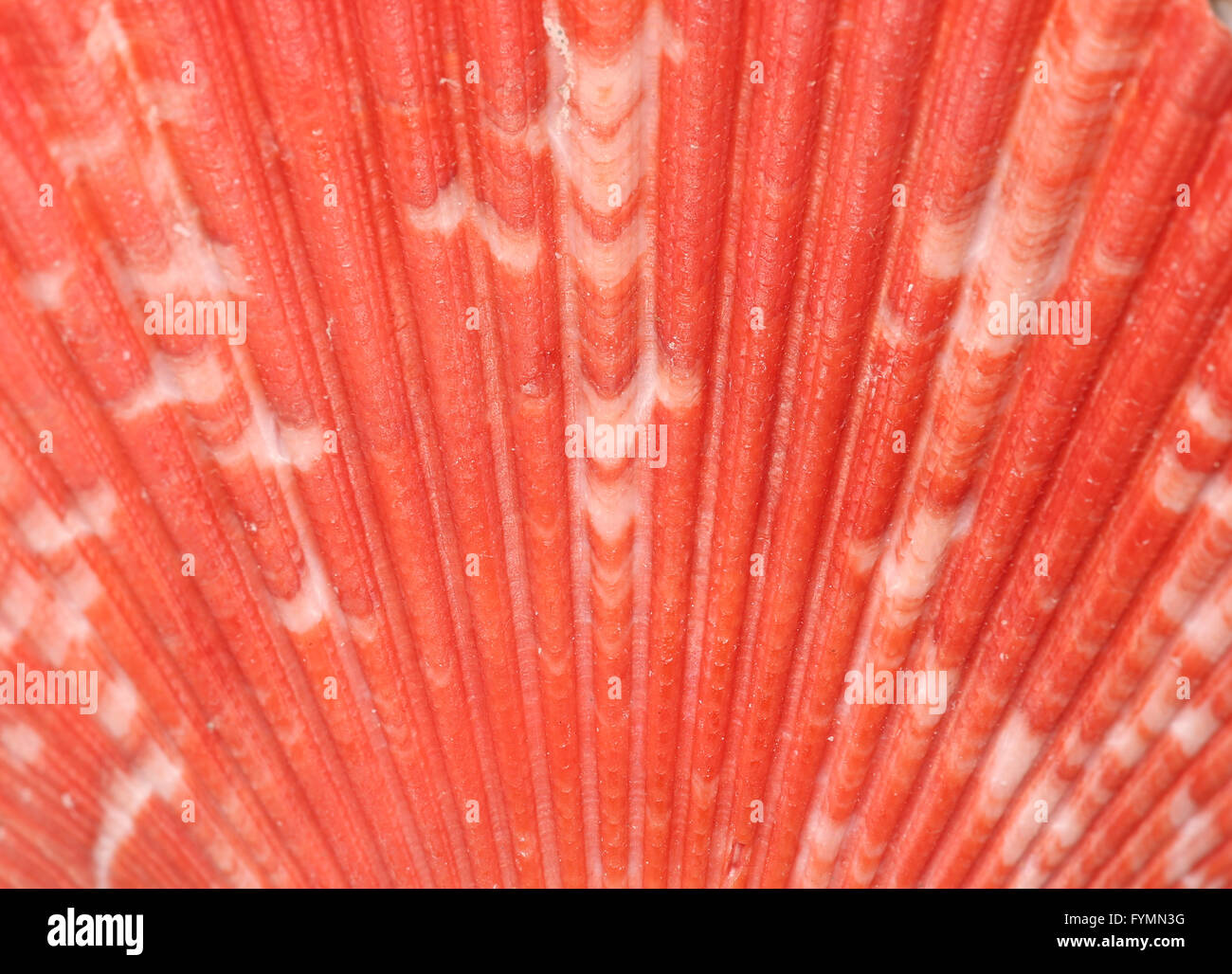 rote Muschel Shell abstrakten Hintergrund Stockfoto