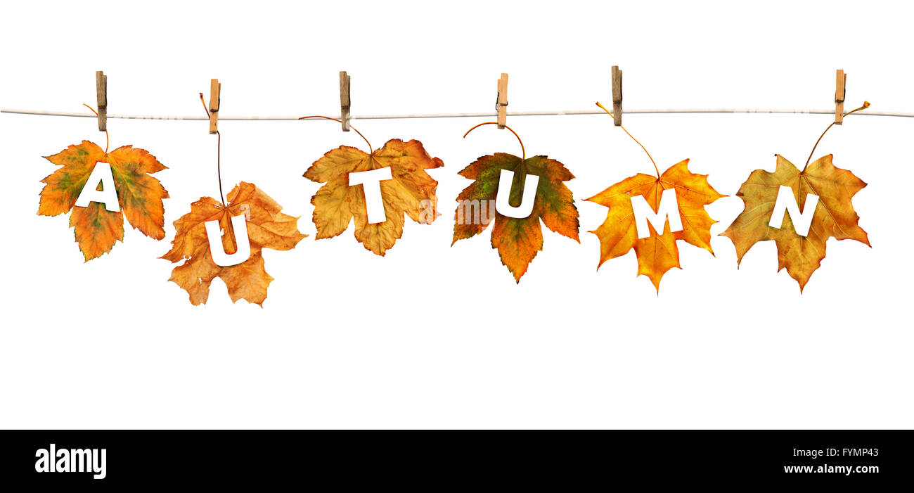 Ahornblätter auf Wäscheklammern mit dem Wort Herbst Stockfoto