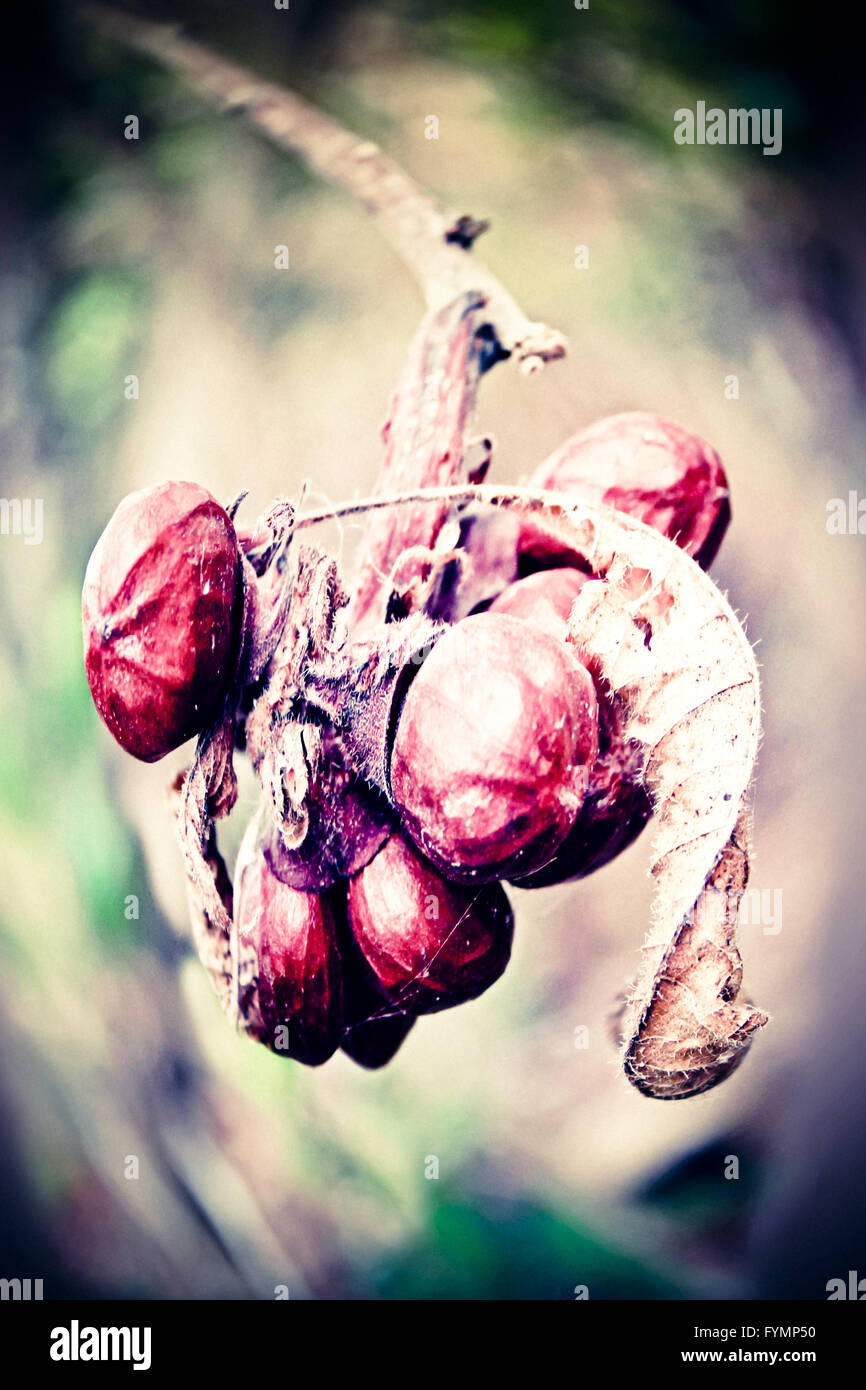 Früchte von Cordia sinensis Stockfoto