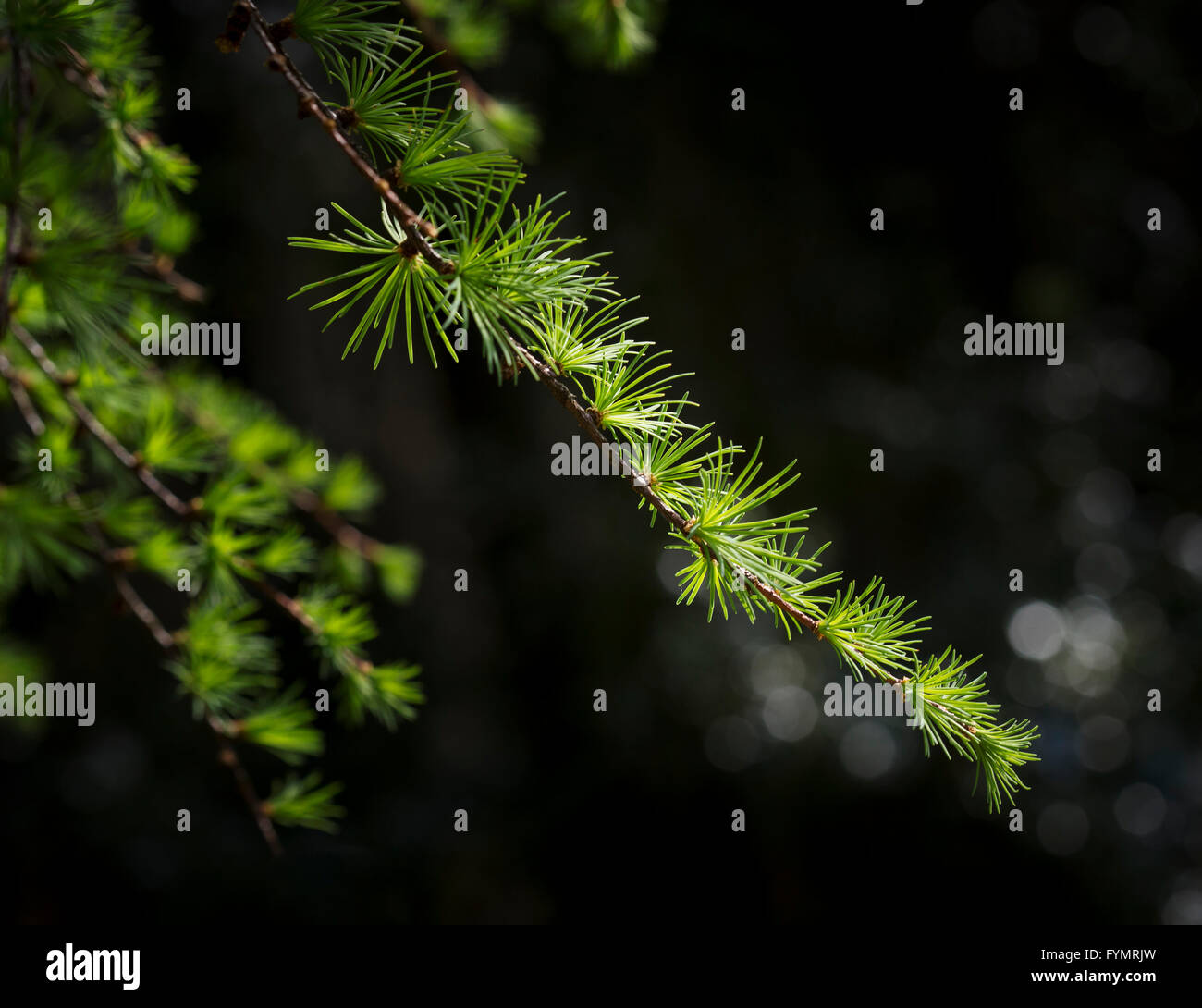 Ein paar Lärche Äste hängen mit frischen neuen Frühling Nadeln auf dunklem Hintergrund Stockfoto