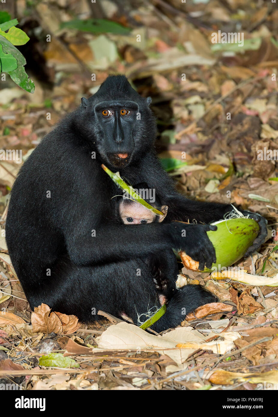 Porträt von Ape Monkey Celebes mit kleinen Baby Sulawesi crested schwarz Makaken, Takngkoko Nationalpark, Asien, Sulawesi, Indones Stockfoto