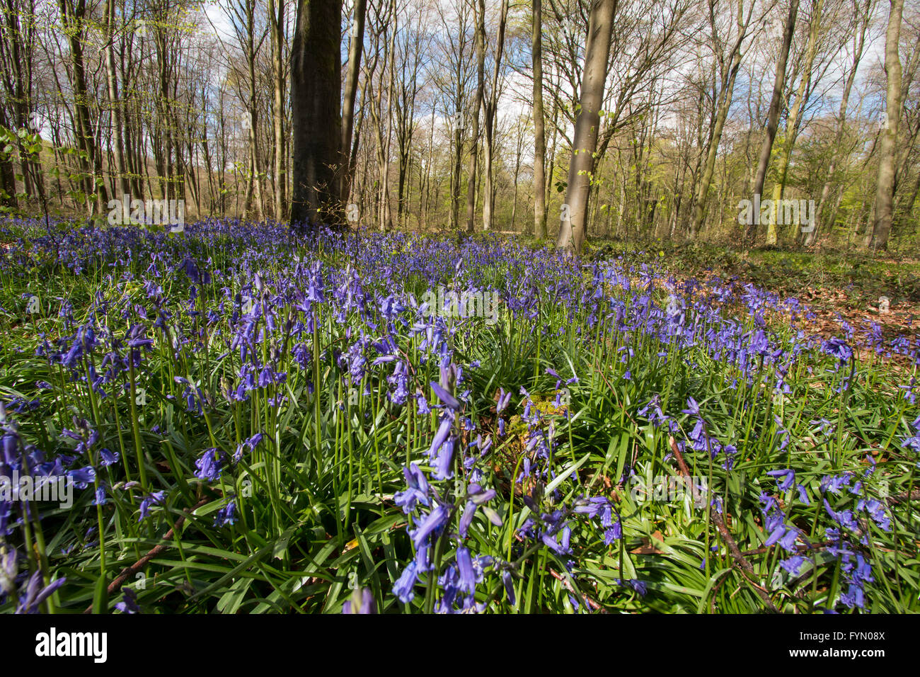 Glockenblumen auf Micheldever Holz, Hampshire. Micheldever ist in der Nähe von Winchester und jedes Jahr im Frühling, es gibt eine schöne Darstellung der Glockenblumen Stockfoto