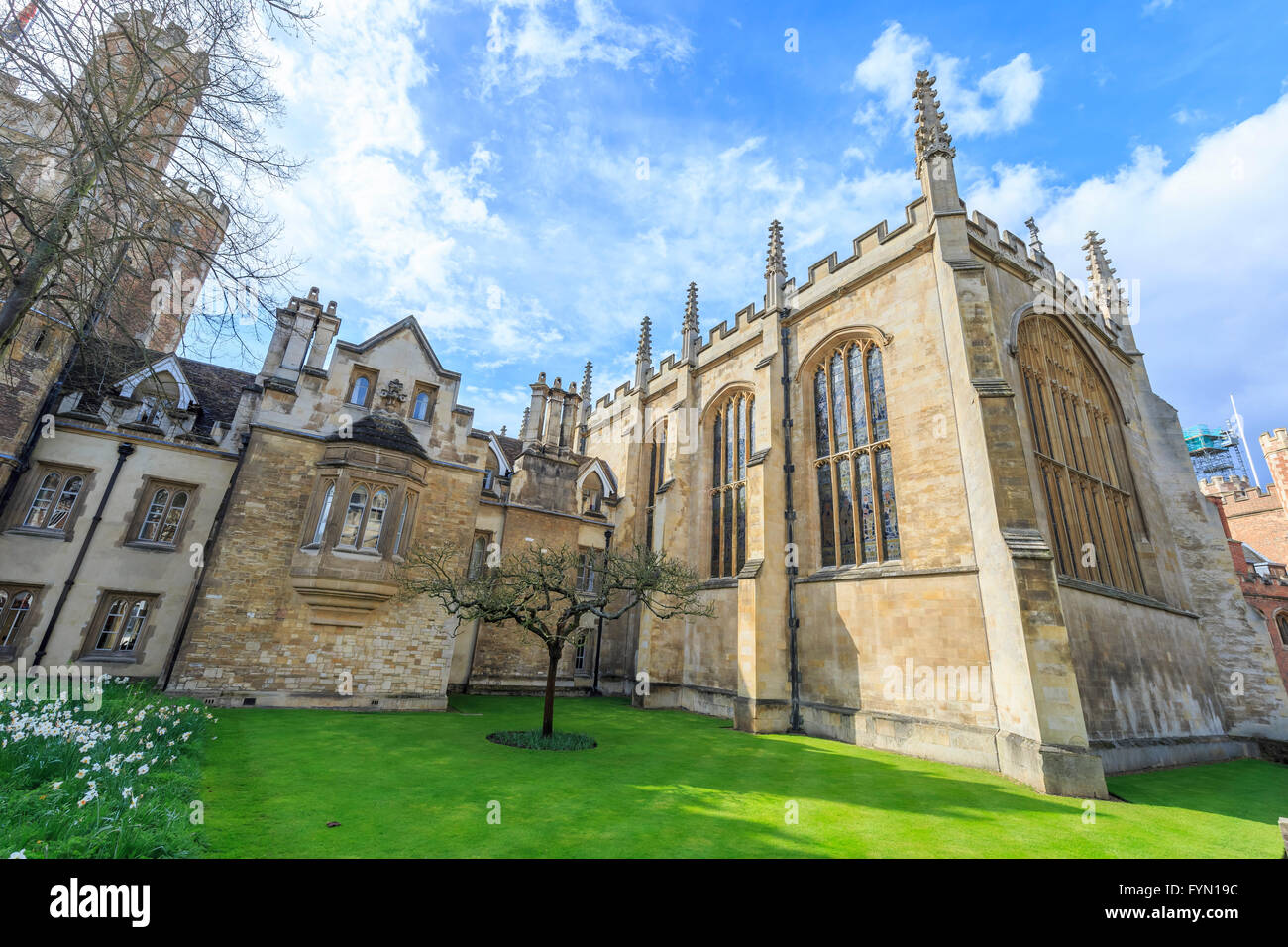 Der berühmten Newtonschen Apfelbaum an der Universität Cambridge, Großbritannien Stockfoto