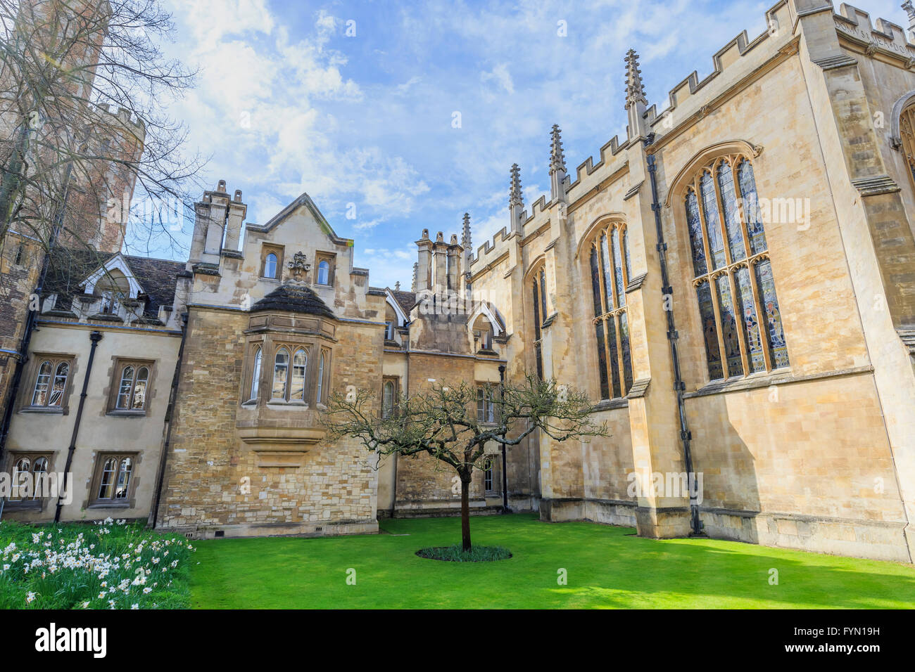 Der berühmten Newtonschen Apfelbaum an der Universität Cambridge, Großbritannien Stockfoto