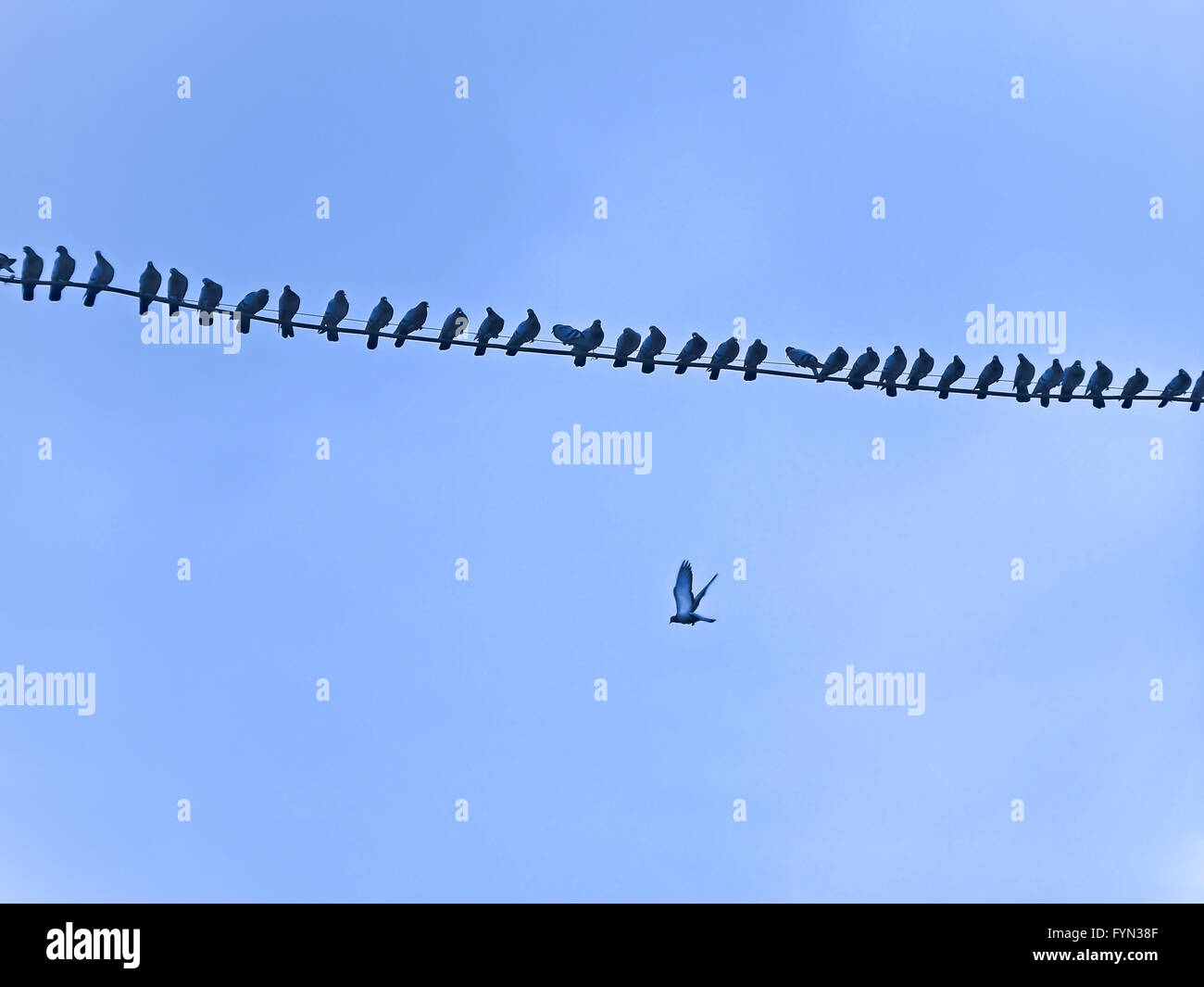 Tauben sitzen auf Kabel in Reihe Stockfoto