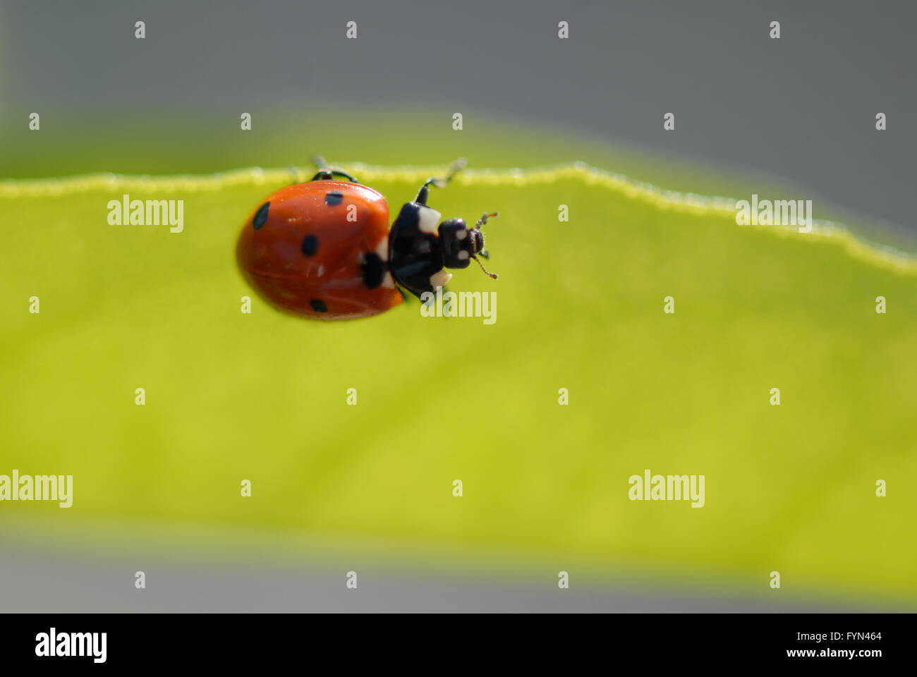 Gewöhnlicher 7 (sieben) Fleck Marienkäfer, der am Rand eines grünen Blattes entlang läuft, Flügel geschlossen und Kopf im Blick mit enger Schärfentiefe. Stockfoto