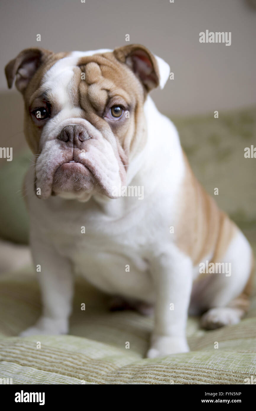 Englische Bulldogge-Hunderasse. Stockfoto