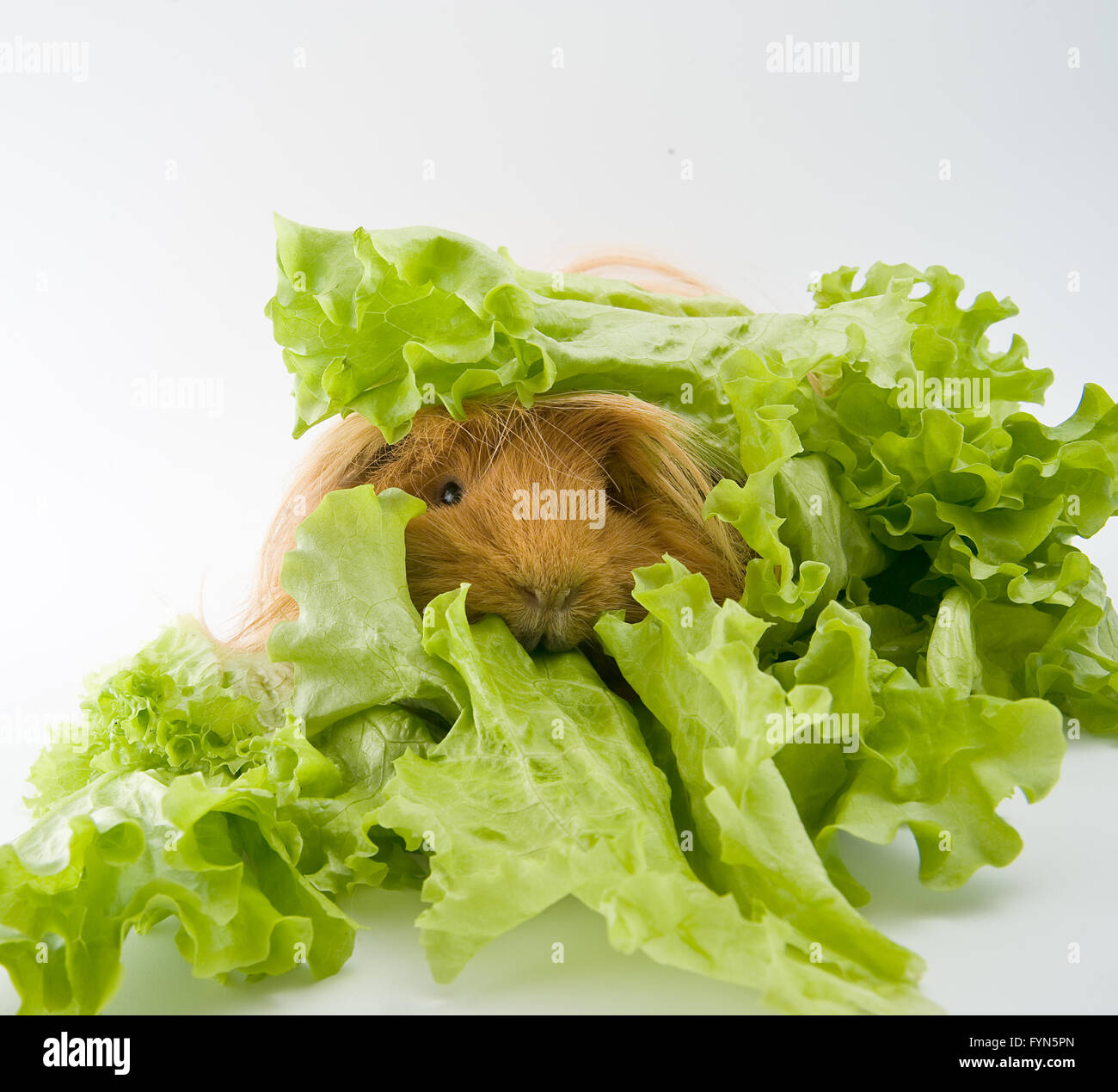 Meerschweinchen Rasse Sheltie und Salat. Stockfoto
