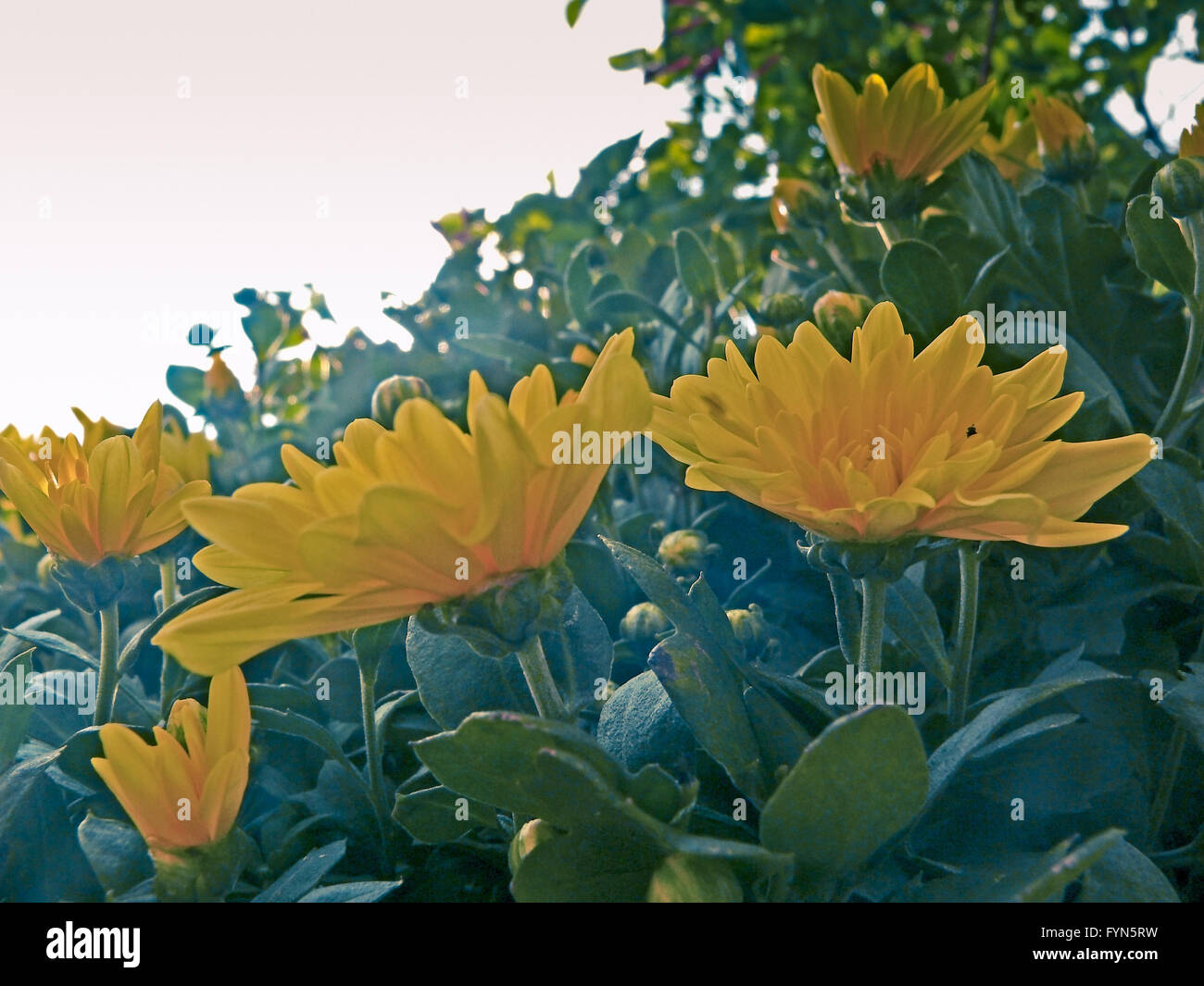 Chrysantheme Blumen Stockfoto
