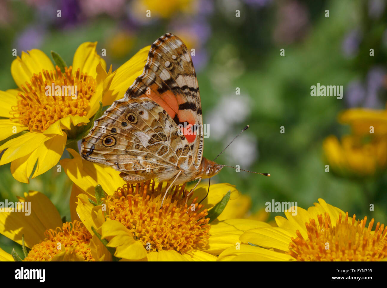 Distelfalter Schmetterling auf gelbe Blume Stockfoto