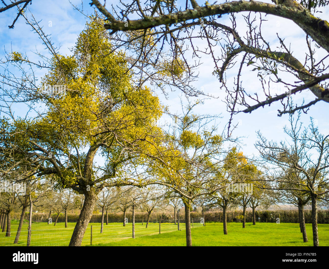 Mistel auf die Apfelbäume in der Obstgarten-Campingplatz in der Nähe von Glastonbury Stockfoto