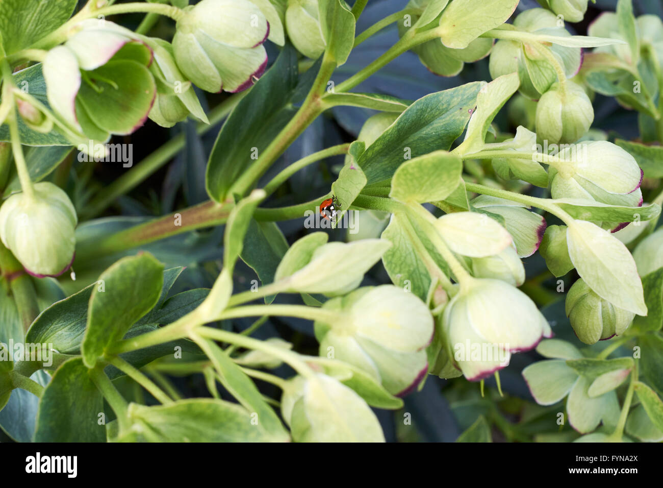Nieswurz (Helleborus Argutifolius) wachsen im Frühling Garten Blumenbeet mit 7-Punkt-Marienkäfer (Coccinella 7-Trommler). VEREINIGTES KÖNIGREICH. Stockfoto