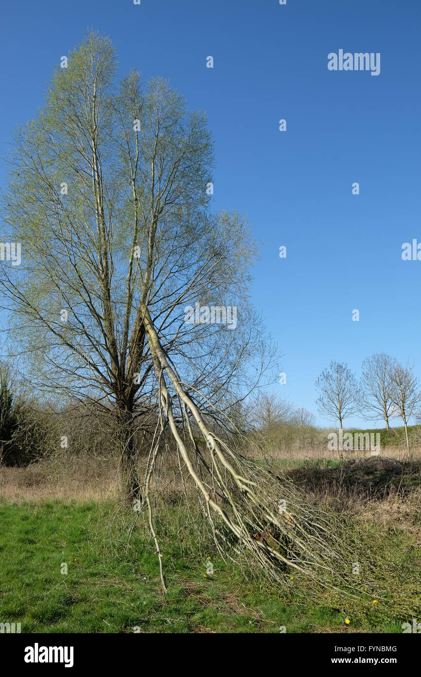 Grossen Ast Aus Einem Baum Gebrochen Stockfotografie Alamy