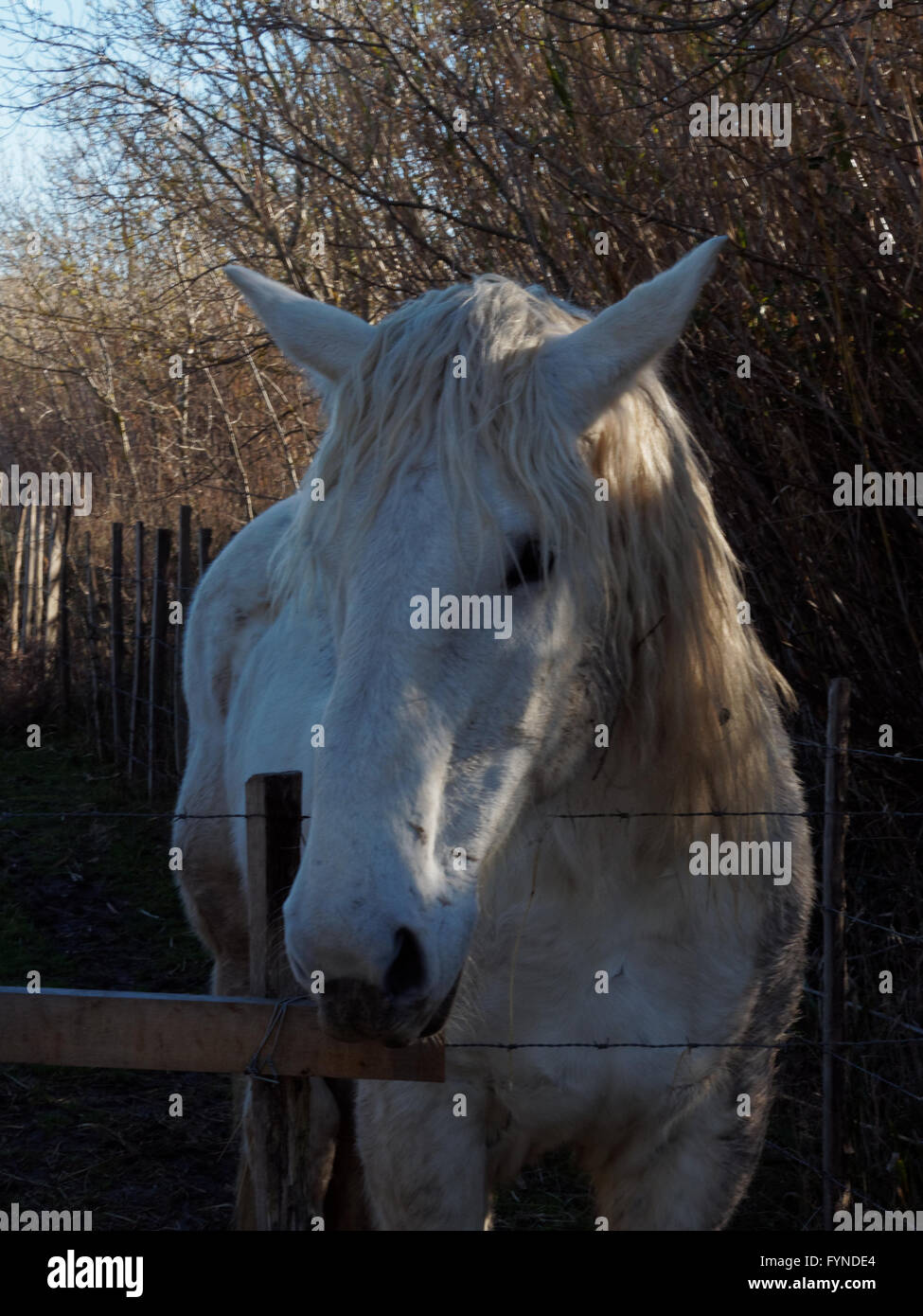 Camargue-Pferd (Equus Caballus), Saintes-Marie-de-la-Mer, Camargue, Frankreich Stockfoto