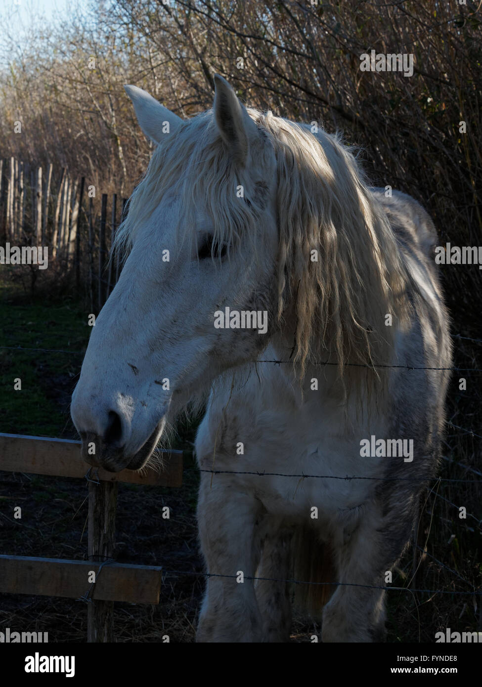 Camargue-Pferd (Equus Caballus), Saintes-Marie-de-la-Mer, Camargue, Frankreich Stockfoto