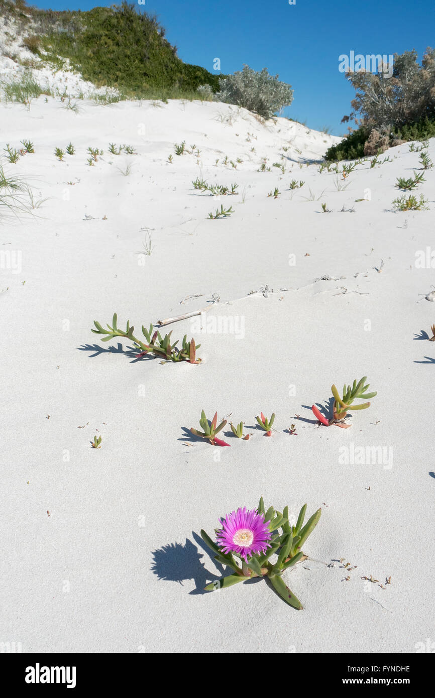 Khoi Rossii, Pigface, lila Blume auf Sanddüne in der Nähe von Strand, Cervantes in der Nähe von Perth WA Stockfoto