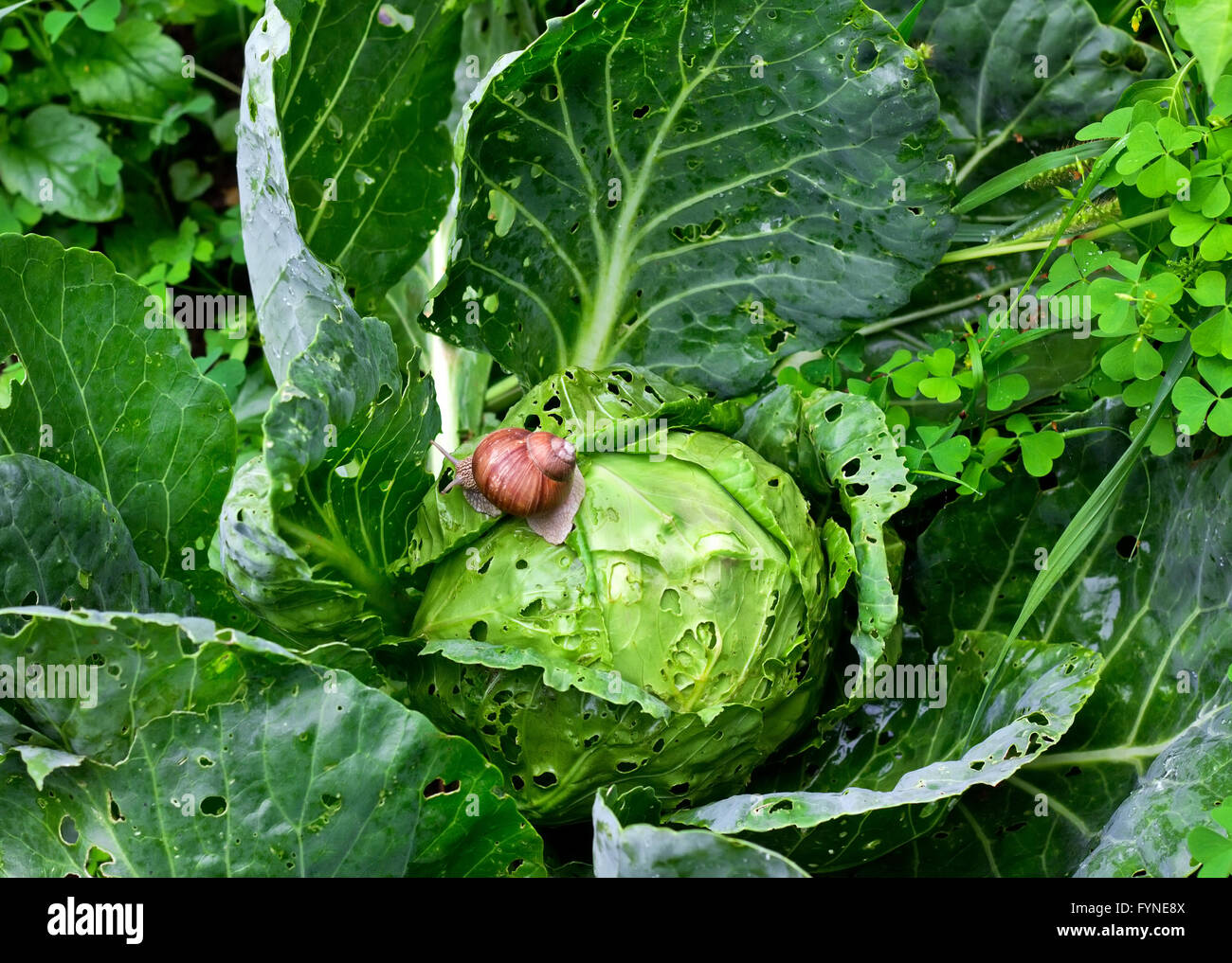 Garten-Schnecke (Helix Aspersa) sitzt auf Kohl in der Gardenn, Blätter mit Löchern, von Schädlingen gefressen Stockfoto