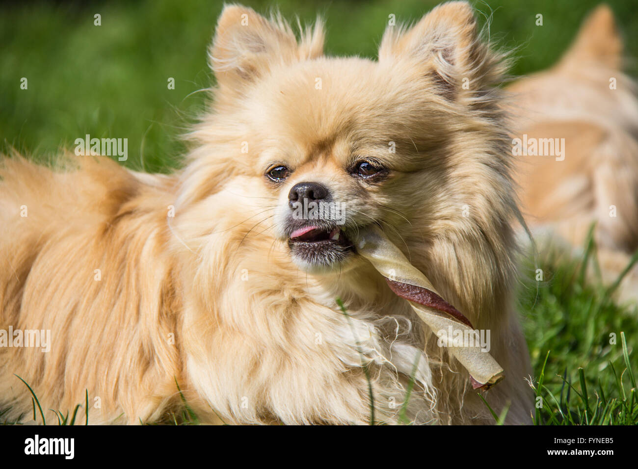 Pommerschen Chiwawa Pomchi Hund Welpe Hund Essen Genuss Stockfoto