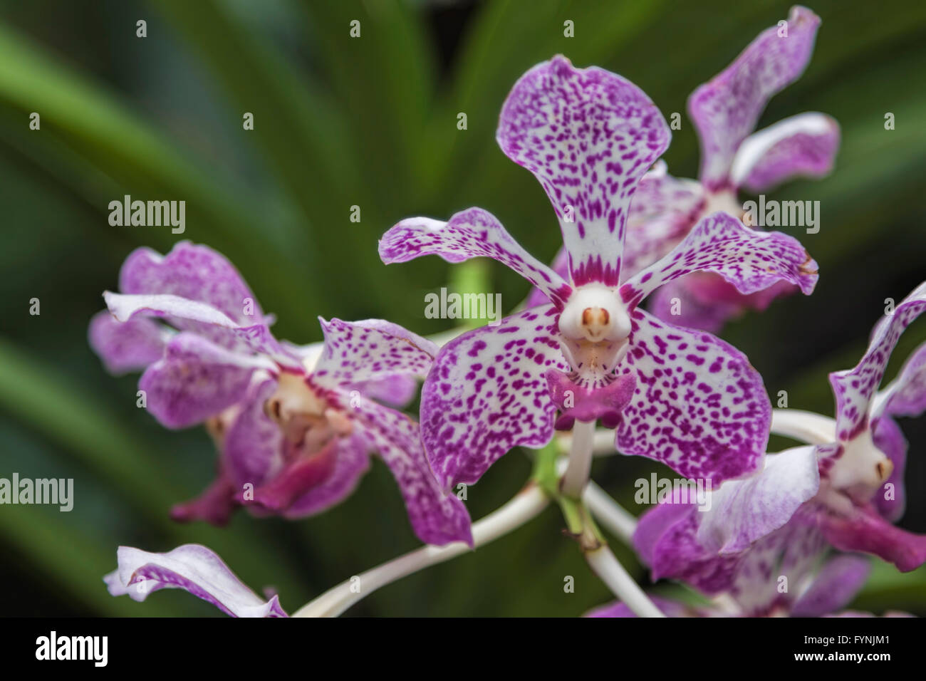 51+ Orchidee Im Garten, Erfahren sie im folgenden, welche gründe es