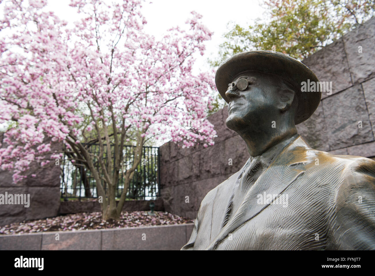 WASHINGTON DC, Vereinigte Staaten - eine Statue von Präsident Franklin D. Roosevelt in der FDR-Gedenkstätte mit einer blühenden Tulpen Magnolie im Hintergrund. Stockfoto