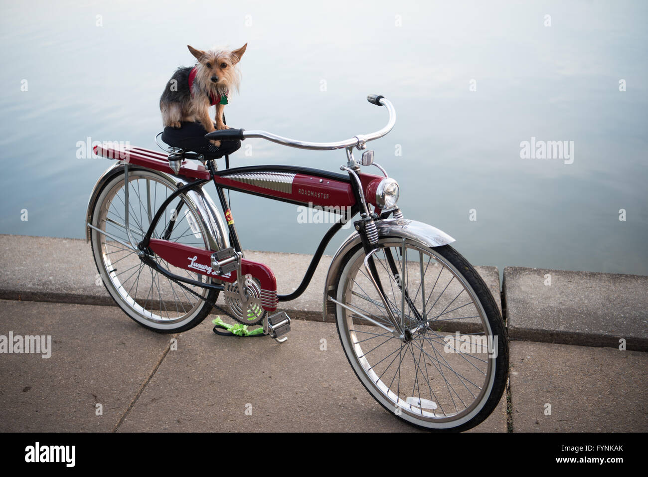 WASHINGTON DC, USA - stellt ein kleiner Hund auf dem Fahrrad neben Tidal Basin während der Feierlichkeiten der jährlichen blühen die Kirschblüte in Washington DC zugeordnet. Stockfoto