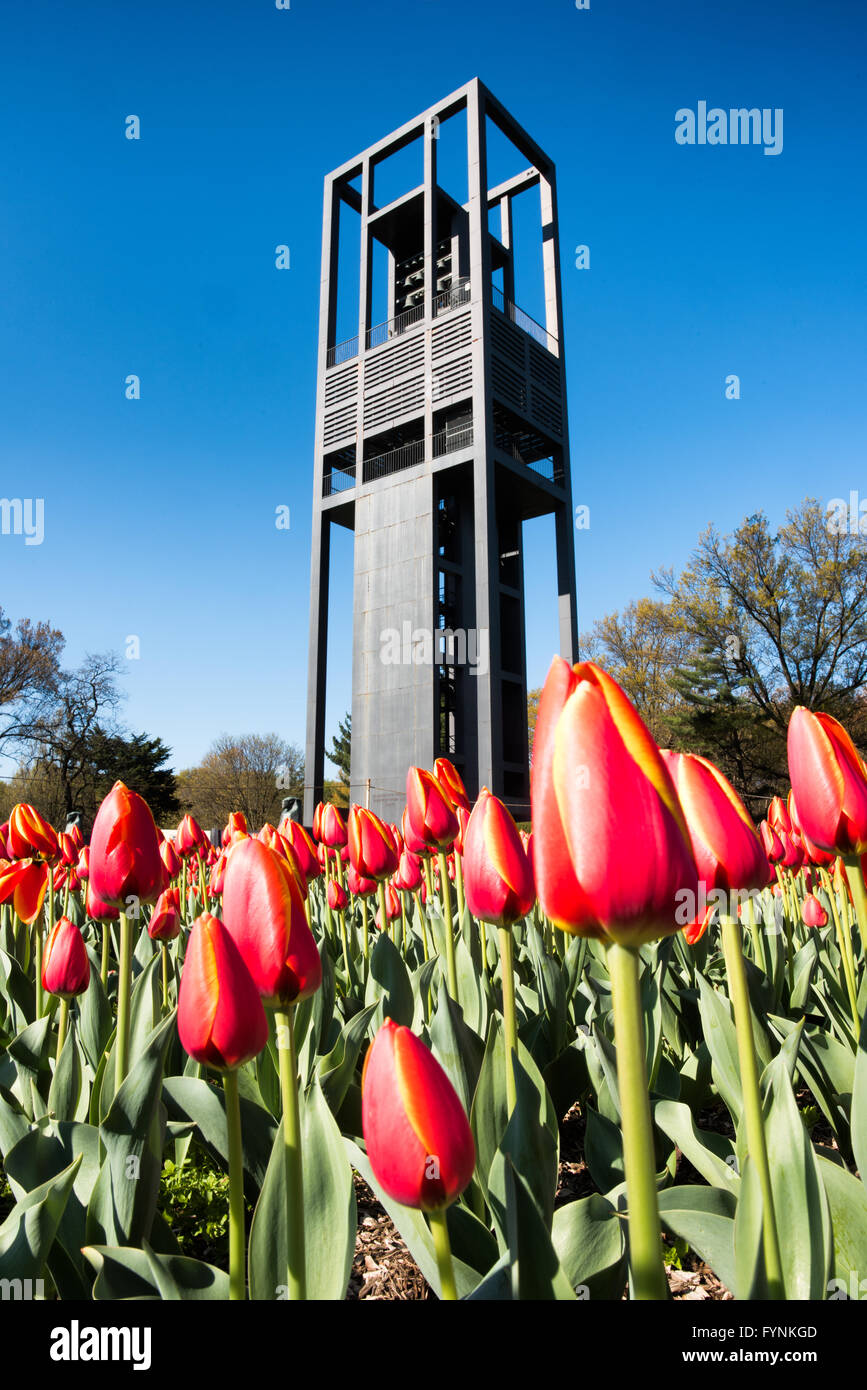 ARLINGTON, Virginia, USA – im Vordergrund des niederländischen Carillon im Arlington Ridge Park blühen leuchtende Tulpen. Der 127 Meter hohe offene Stahlturm mit 50 Bronzeglocken erhebt sich hinter einer bunten Palette niederländischer Tulpen. Diese Frühlingsschau umgibt das 1954 von den Niederlanden geschenkte Denkmal und bietet einen malerischen Blick auf die Skyline von Washington, DC, die in der Ferne über den Potomac River sichtbar ist. Stockfoto